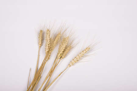 Wheatの写真素材