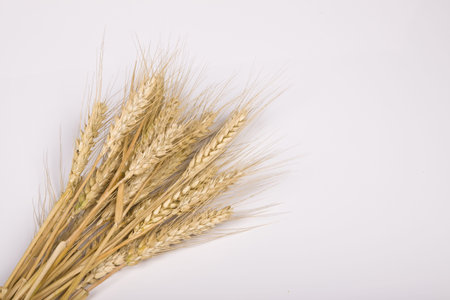 Wheatの写真素材