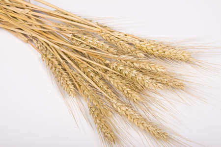 Wheatの写真素材