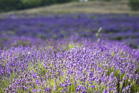 Lavender fieldの写真素材