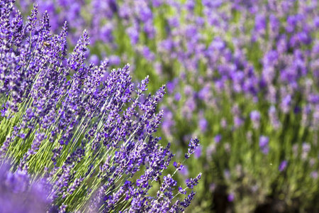 Lavender field