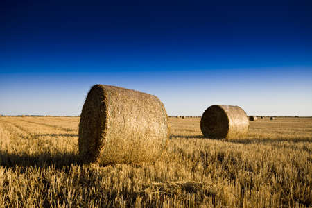  Golden Hay Balesの写真素材