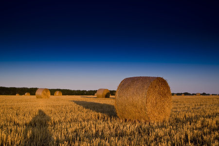  Golden Hay Bales