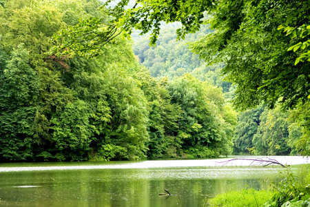 lake morning forest