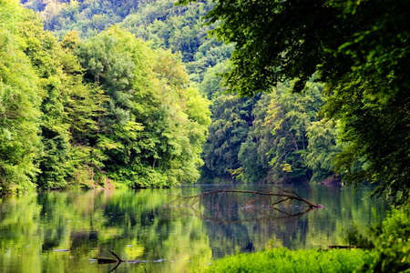 lake morning forestの写真素材