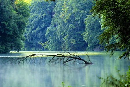 lake morning forestの写真素材