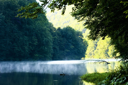 lake morning forest