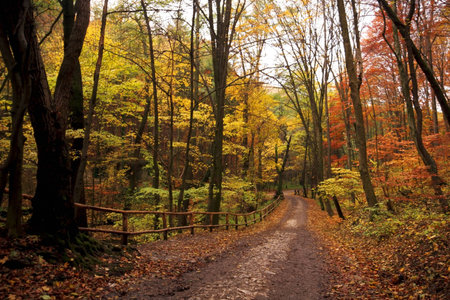  Autumn scene at the forestの写真素材