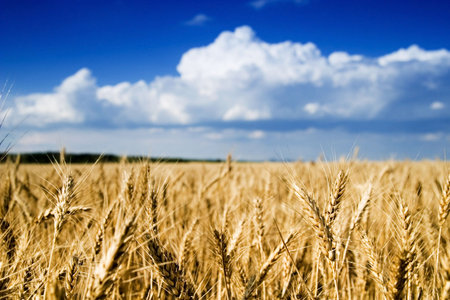 Wheat field