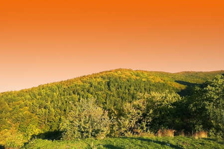  Forestの写真素材