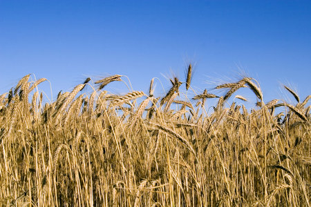 Wheat field
