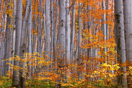 Forest in autumnの写真素材