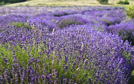 Lavender field in the summer