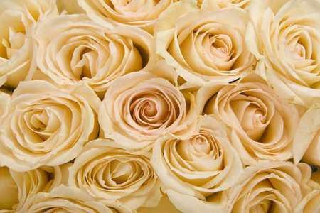 Roses Backgroundの写真素材