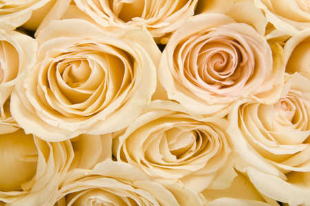 Roses Backgroundの写真素材