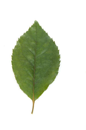 Rose leafの写真素材