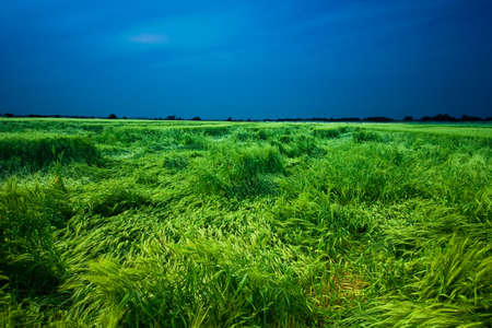 Wheat fieldの写真素材