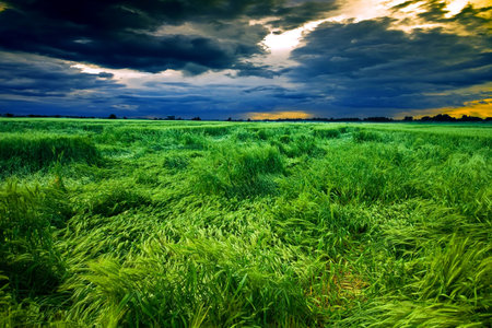 Wheat fieldの写真素材