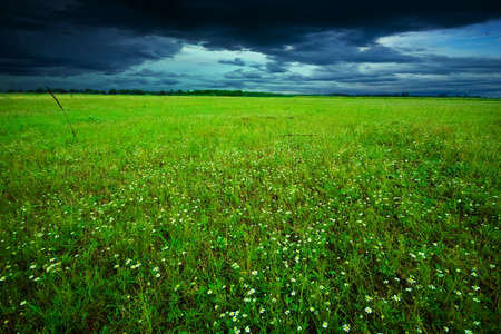 Green field in summerの写真素材