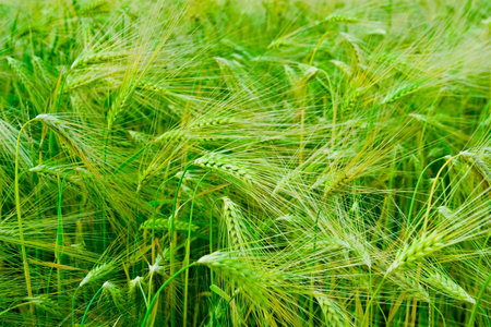 Green spring grainsの写真素材