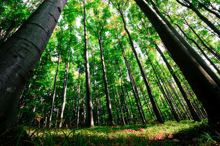 green forest
の写真素材