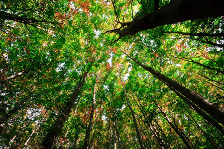 green forest
