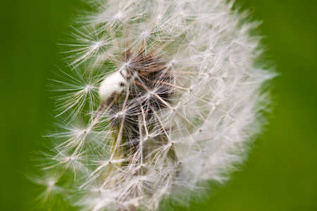 Taraxacum Flower の写真素材