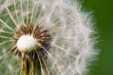 Taraxacum Flower の写真素材