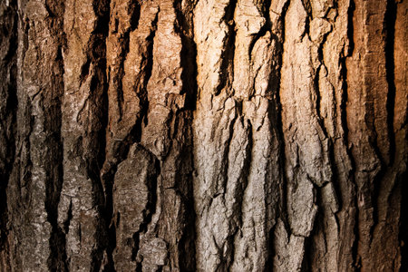 Texture of a tree barkの写真素材