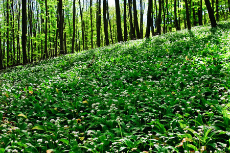Wild garlic forest