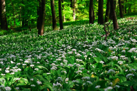 Wild garlic forest
の写真素材