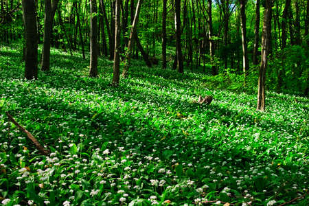 Wild garlic forestの写真素材