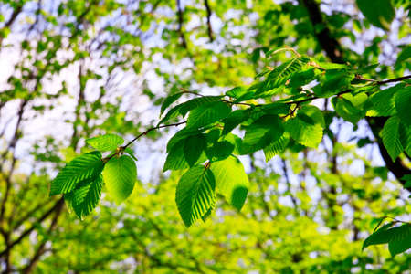 Green leavesの写真素材