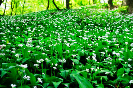 Wild garlic forest
の写真素材