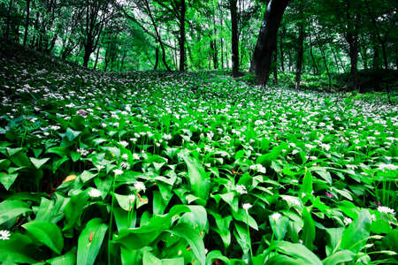 Wild garlic forest
の写真素材