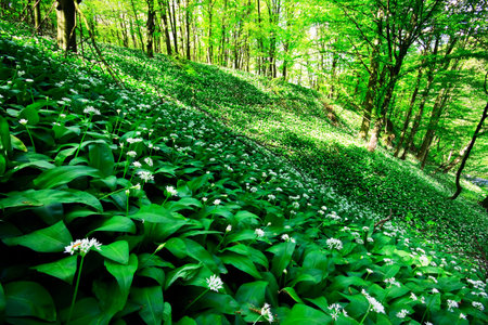 Wild garlic forest
