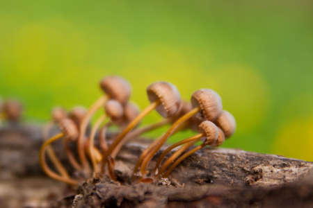 Mushrooms
の写真素材