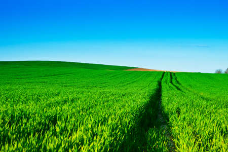Green wheat fields with blue の写真素材