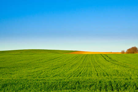 Green wheat fields with blue の写真素材