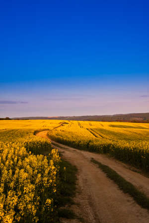 Way in rape field の写真素材