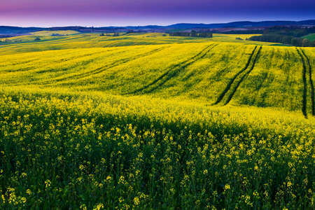 canola fieldの写真素材