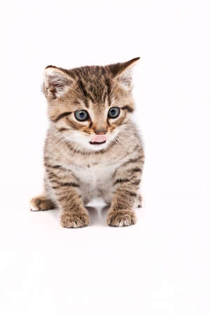 Little grey cat isolated on whiteの写真素材