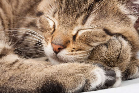 sleeping catの写真素材