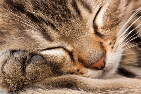 sleeping catの写真素材
