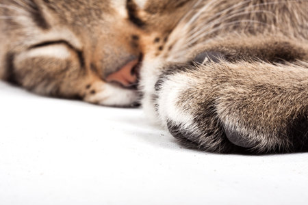 sleeping catの写真素材