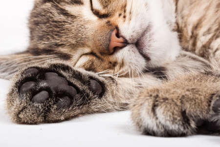 sleeping catの写真素材
