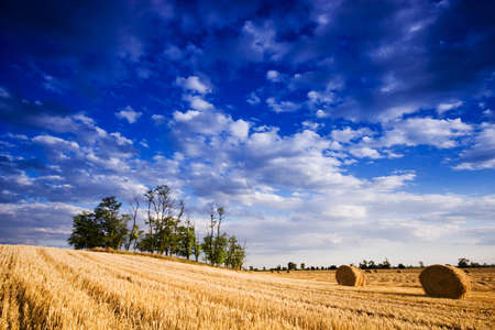Farmers field full of hay bales の写真素材