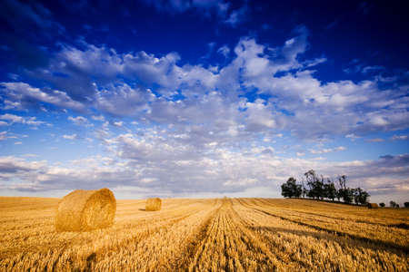 Farmers field full of hay bales の写真素材