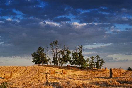 Farmers field full of hay bales の写真素材