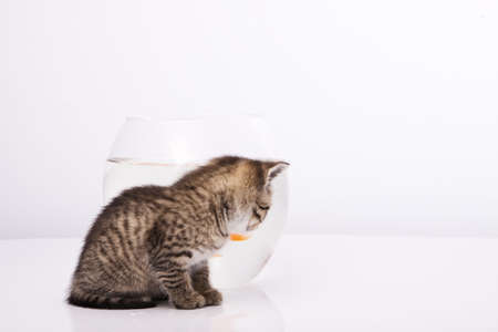 Home cat and a gold fish の写真素材